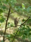 FZ005564 Back side of Robin on branch.jpg